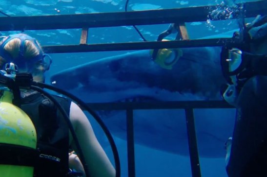 full-trailer-mandy-moore-in-47-meters-down-696x464